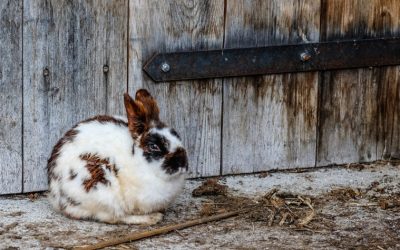 An Overview of the Rabbit Industry in the Philippines