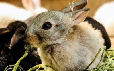 Road to Rabbit Farming: Guide in Raising Rabbits as an Alternative Meat Source