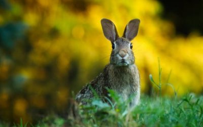 Rabbit Industry May be a Sustainable Alternative for Livestock Production