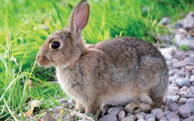 From ‘Why Rabbits?’ to ‘Why Not Rabbits?’